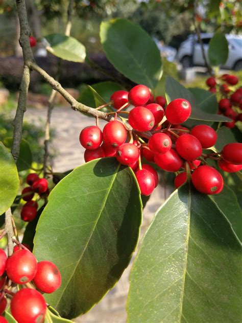 冬青樹簡介|冬青（冬青科冬青属植物）